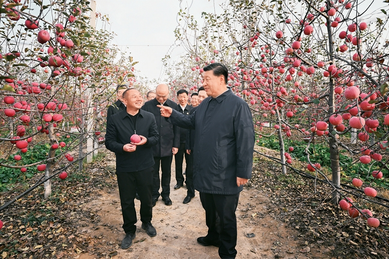 习近平:加快建设农业强国 推进农业农村现代化「相关图片」